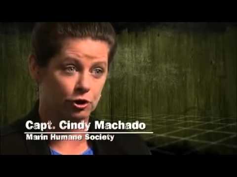 Top 10 Weirdest Animal Rescues Part 2