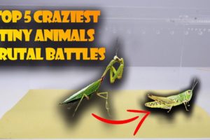 Top 5 craziest animal fights