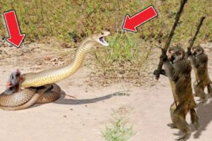 Top Amazing Animals Fights Caught On Camera | Amaizing Facts | Kitabi Keera