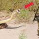 Top Amazing Animals Fights Caught On Camera | Amaizing Facts | Kitabi Keera