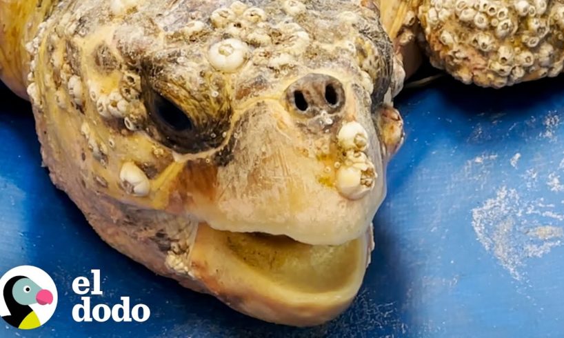 Tortuga marina enorme está tan emocionada de estar de regreso en el océano | El Dodo