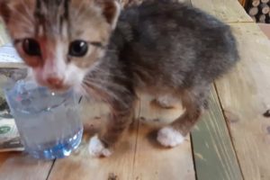 Treating And Feeding Helpless Kittens / Animal Rescue Video