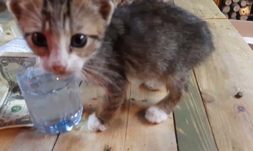 Treating And Feeding Helpless Kittens / Animal Rescue Video