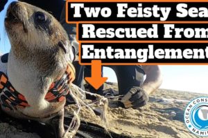 Two Feisty Seals Rescued From Entanglement