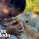 Two Girls Found a Dog Who Was Nursing Puppies – So They Kept Coming Back Every Day | The Dodo Heroes