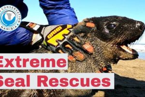Two Seals Rescued from Extreme Fishing Line Cuts