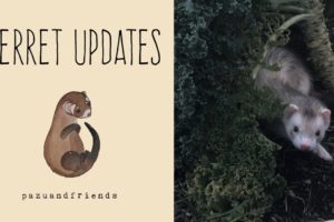 Updates on My Animals