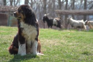 Using Guardian Dogs to Protect Farm Animals