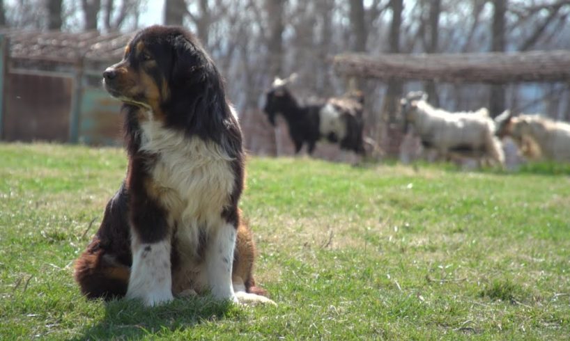 Using Guardian Dogs to Protect Farm Animals