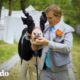 Vaca rescatada ayuda a su mejor amigo cuando le propone matrimonio a su novia | El Dodo
