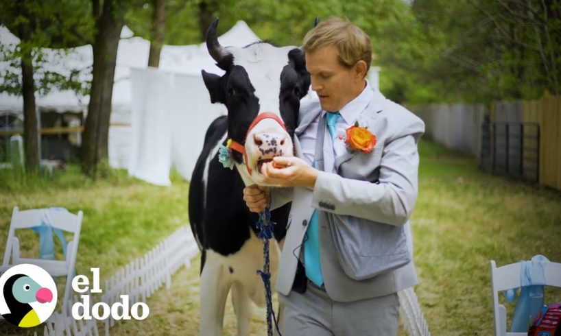 Vaca rescatada ayuda a su mejor amigo cuando le propone matrimonio a su novia | El Dodo