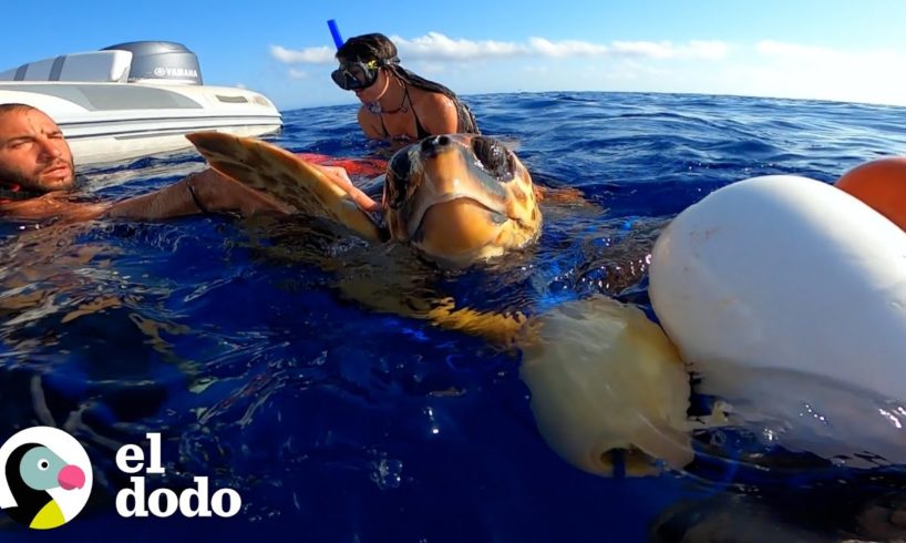 Ve debajo del agua como esta tortuga intenta sobrevivir | El Dodo