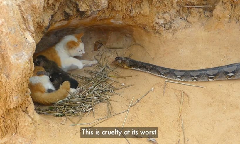 Views that Abuse: New Report Highlights Cruel Fake Animal Rescues on YouTube
