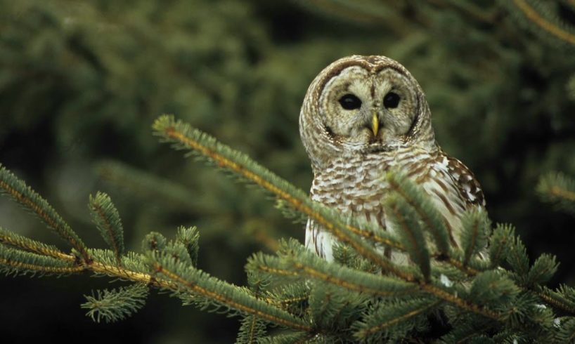 Voices: Barred Owl