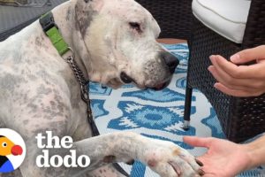 Watch The Tear-Jerking Moment This Dog Meets His New Mom | The Dodo Adoption Day