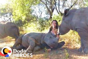 Watch This Baby Rhino Fall In love With Her Rescuer's Cat | The Dodo Heroes