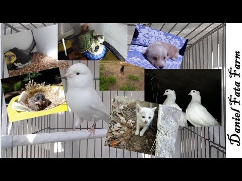 What I Do!! (Animal Rescues/Farm)