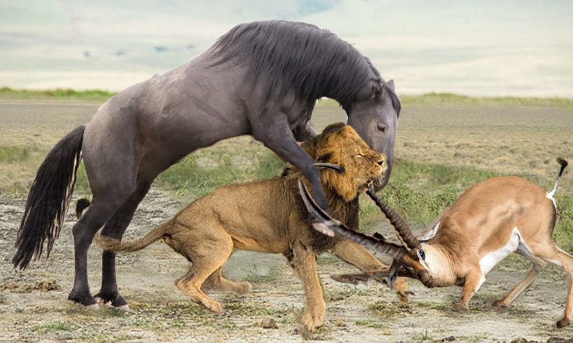When Wild Animals Against The Tyrannical of Lion King: Buffalo, Antelope, Hyena, Rhino Fight Lions