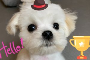 Which dog breed is the cutest? Puppy enjoys watching himself ? Maltese dog
