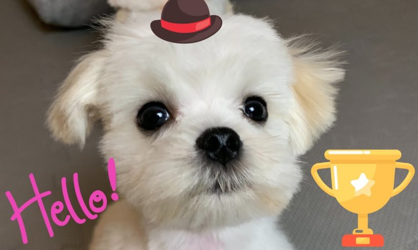 Which dog breed is the cutest? Puppy enjoys watching himself ? Maltese dog