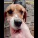 Wholesome rescue puppy | Dog Rescued Videos and Finds Love #shorts