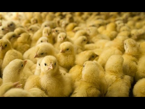 Why VEGAN? ANIMAL Factory Farming + RESCUES (FULL VIDEO CLIPS Many 25 MINUTES)