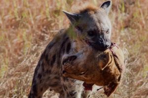 Wild Animal Fights Caught On Camera | Wild Animals Ultimate Fights