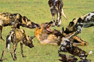 Wild Animal Fights Discovery - Wild dog,Hyena,Crocodile,Tiger,Buffalo,Impala - Attack For Survival