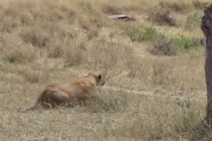 Wild Animals Fighting - 10 incredible wild animal fights caught on camera