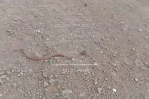 Willd animal rescue & research  association  , rupesh pawar  rescue wild videos