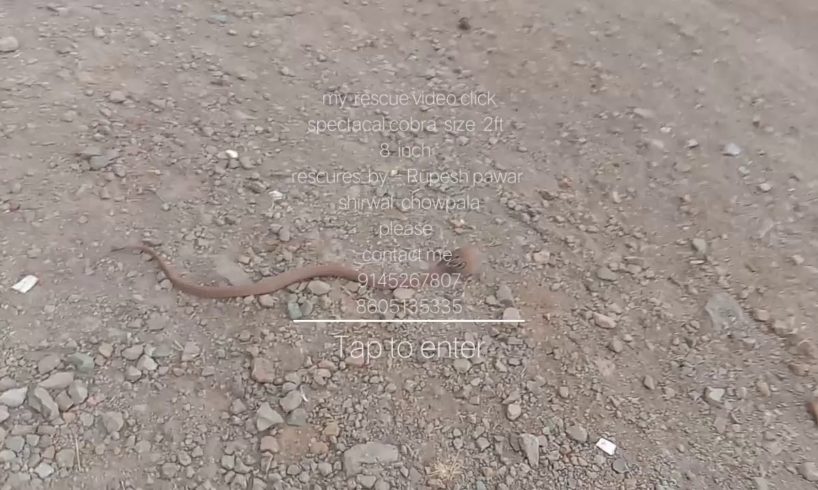 Willd animal rescue & research  association  , rupesh pawar  rescue wild videos