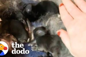 Woman Rescues 2 Bunnies And Ends Up With 10 | The Dodo Adopt Me!