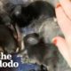 Woman Rescues 2 Bunnies And Ends Up With 10 | The Dodo Adopt Me!