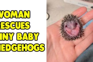 Woman Rescues Abandoned Baby Hedgehogs