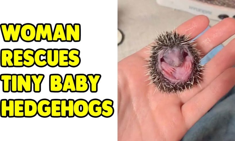 Woman Rescues Abandoned Baby Hedgehogs