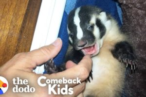 World's Most Adorable Badger | The Dodo Comeback Kids