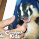 World's Most Adorable Badger | The Dodo Comeback Kids