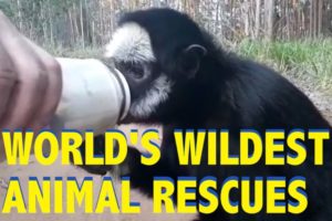 World's Wildest Animal Rescues || Funny Animal Videos