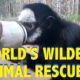 World's Wildest Animal Rescues || Funny Animal Videos