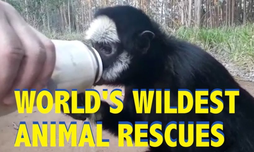 World's Wildest Animal Rescues || Funny Animal Videos