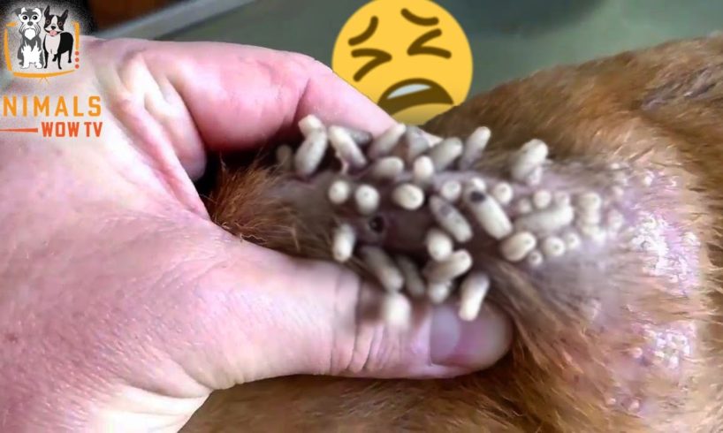 Worms Coming out of Animals