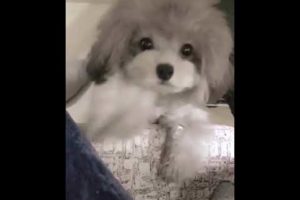 Wow OMG Cutest puppies#214