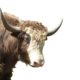 Yaks Animals in Zoos