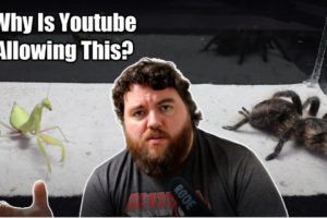 Youtube Is Promoting Animal Fighting!