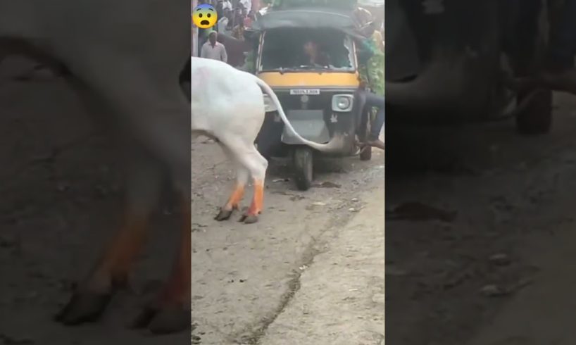 bull attack on auto 😨🔥 |animal fight| #short #instagram #like #viral #reels #funny #tiktok #bull