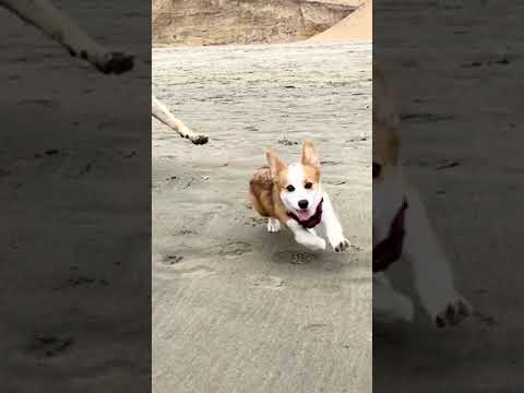 catch me if you can corgi dog vs German shepherd | cute puppies | corgi dogs | cute dogs #shorts