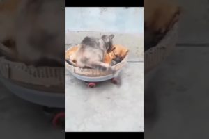 cute dog and cat  shorts.