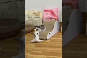 cute kitten playing | cute cat #shorts