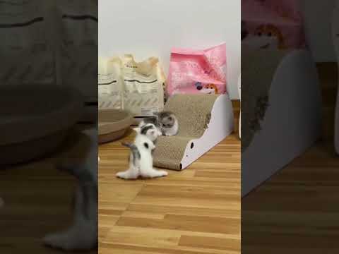 cute kitten playing | cute cat #shorts