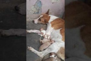 ❤️❤️❤️??? cute puppies